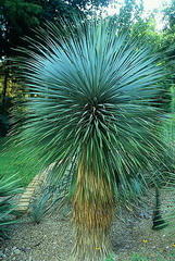 یوکا آمریکایی